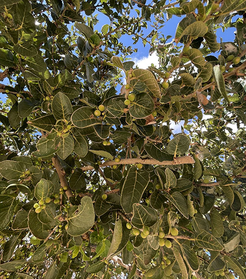 Ficus Opposita Green Figs