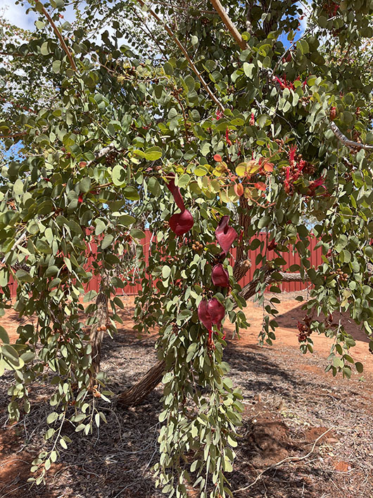 Jigaly Seeds and Flowers Jigily Seeds and Flowers