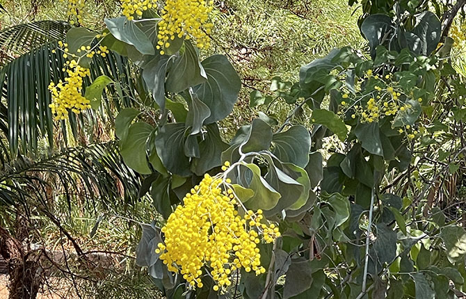 Elephant Ear Wattle flower