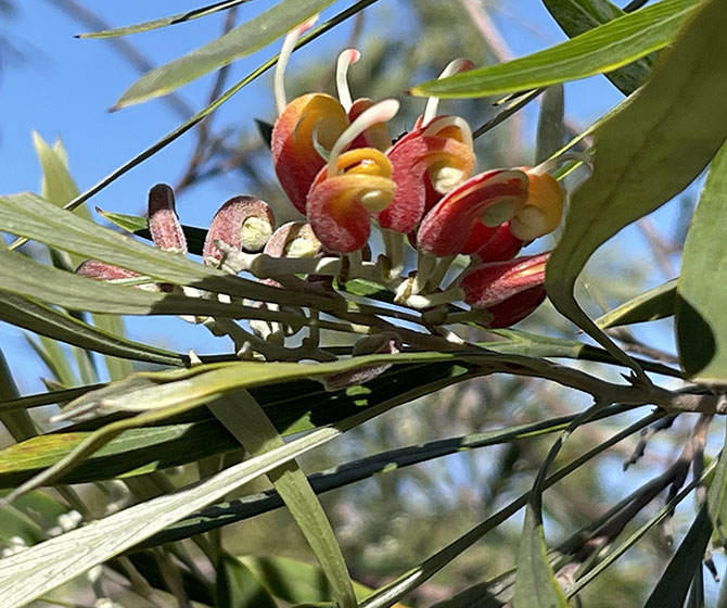 Silver Leaf Grevillea Flower Silver Leaf Grevillea Flower