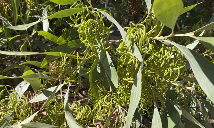 Green seeds pods - used for hand washing | Source: Broome and the Kimberley
