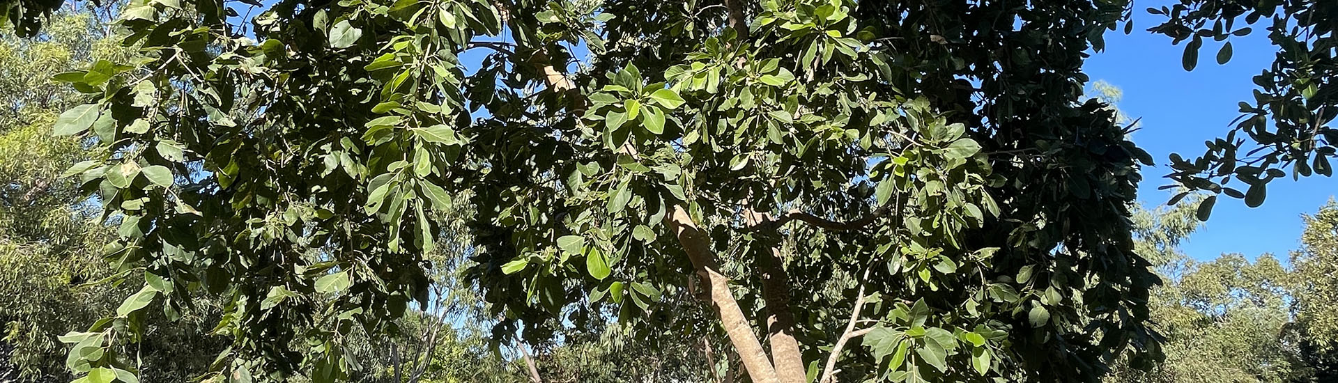 Blackberry Tree Banner Blackberry Tree